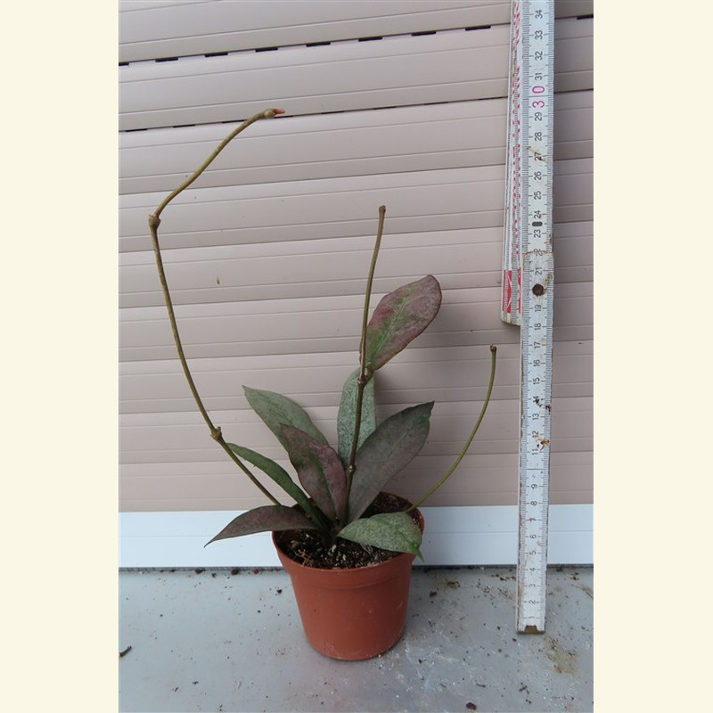 Hoya Mitrata silver – Bild 3