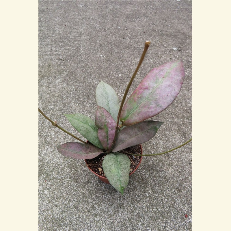 Hoya Mitrata silver – Bild 2