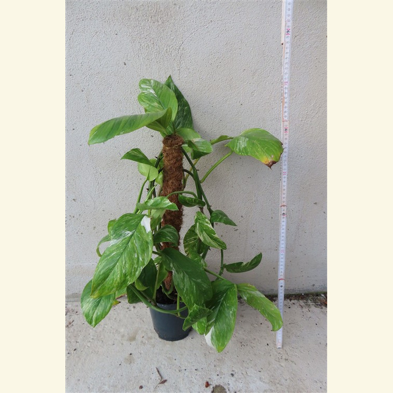 Monstera lechleriana variegata – Bild 2