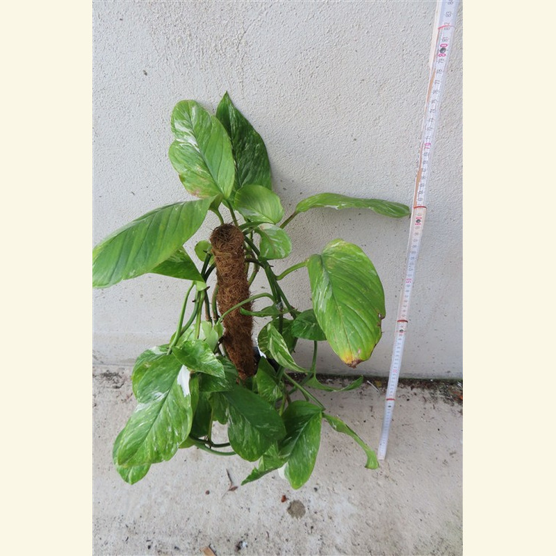 Monstera lechleriana variegata – Bild 3