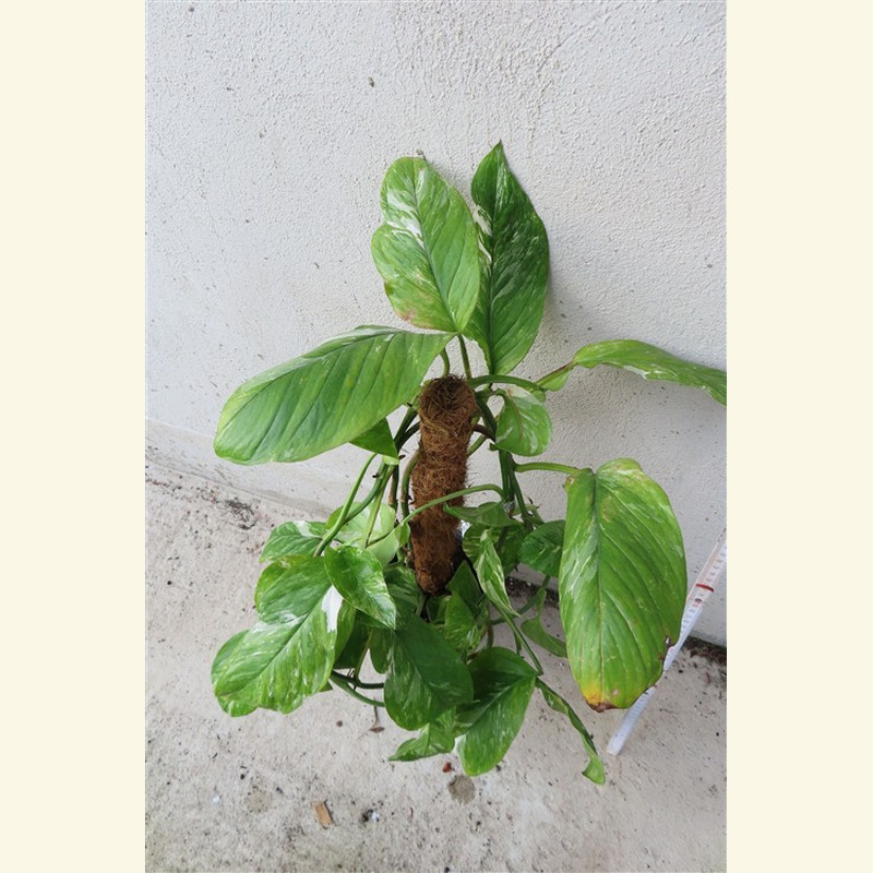 Monstera lechleriana variegata – Bild 4