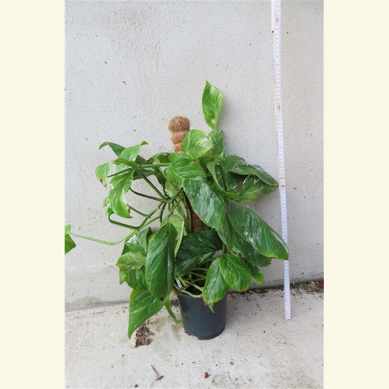 Monstera lechleriana variegata – Bild 2