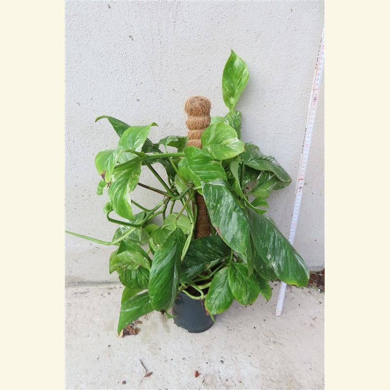 Monstera lechleriana variegata – Bild 3