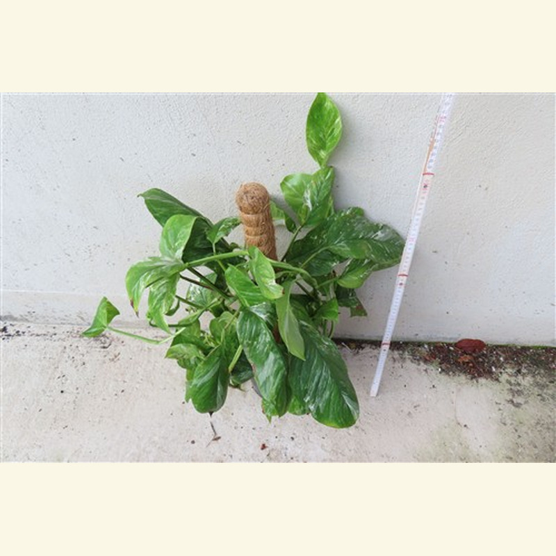 Monstera lechleriana variegata – Bild 4
