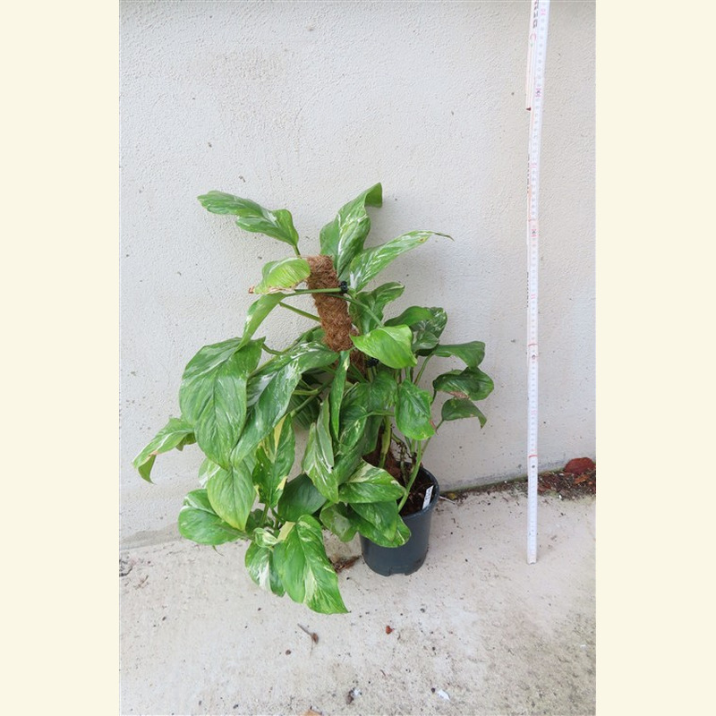 Monstera lechleriana variegata – Bild 2