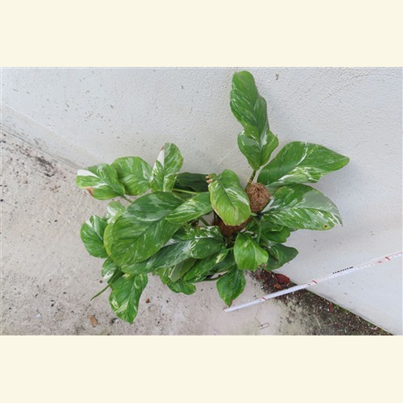 Monstera lechleriana variegata – Bild 3