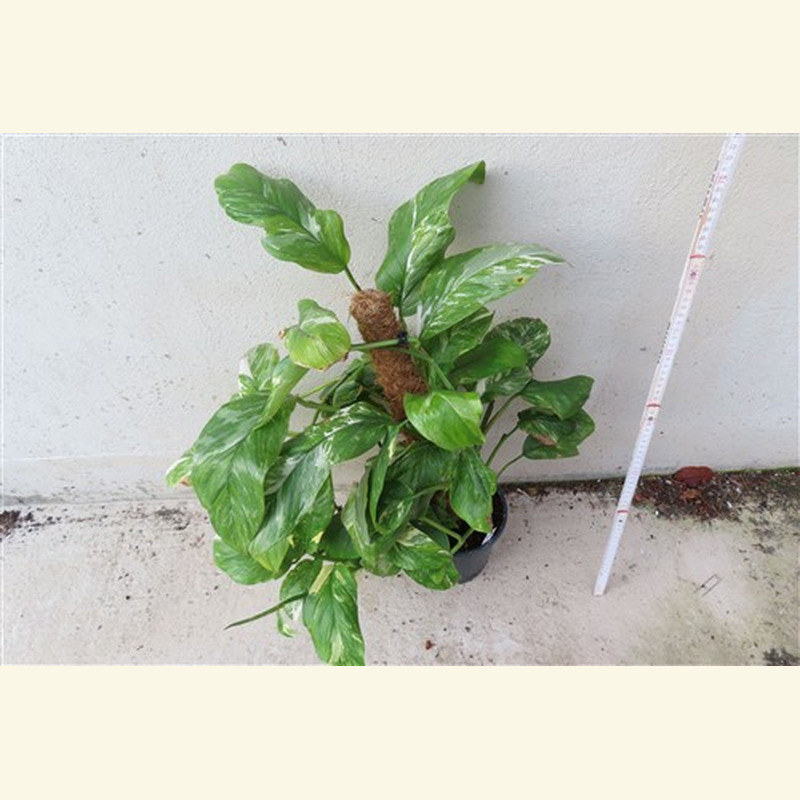 Monstera lechleriana variegata – Bild 4