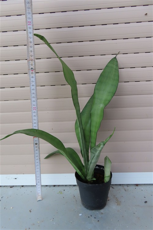 Sansevieria trifasciata Moonshine – Bild 2
