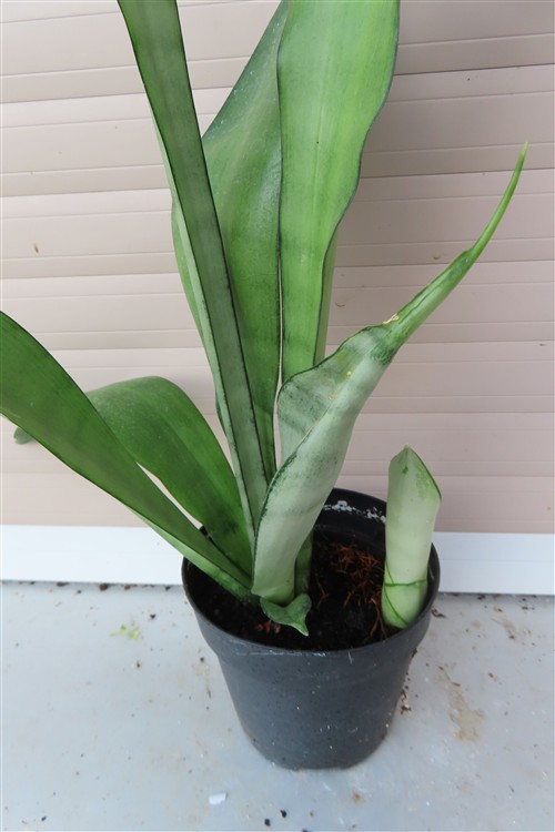 Sansevieria trifasciata Moonshine – Bild 3
