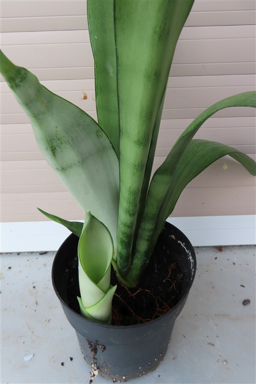 Sansevieria trifasciata Moonshine – Bild 4