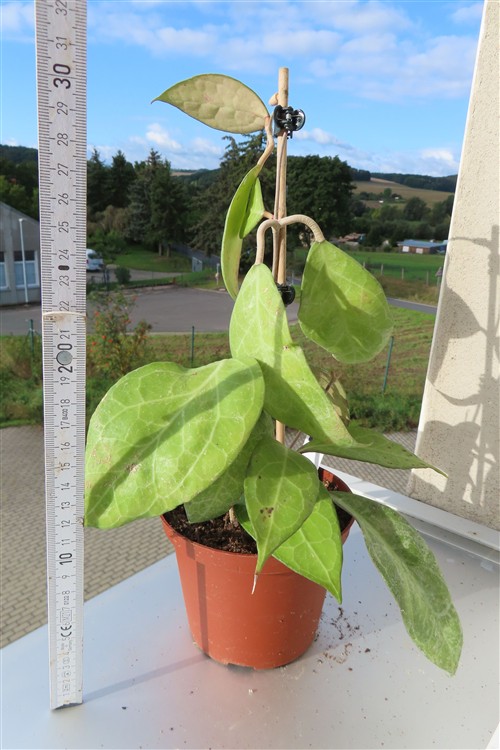 Hoya verticillata Wayang Splash – Bild 2