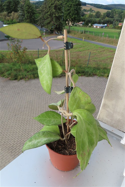 Hoya verticillata Wayang Splash – Bild 3