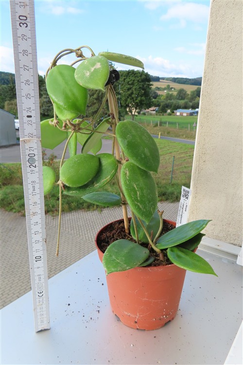 Hoya vangviengiensis – Bild 2