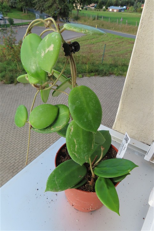 Hoya vangviengiensis – Bild 3
