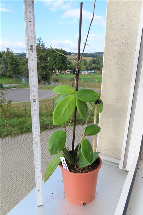 Hoya vangviengiensis – Bild 2