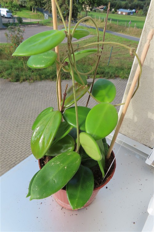 Hoya vangviengiensis – Bild 3