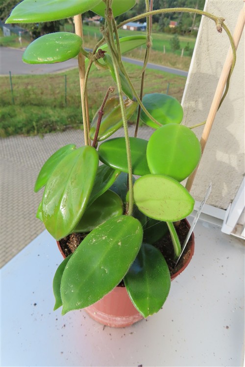 Hoya vangviengiensis – Bild 4