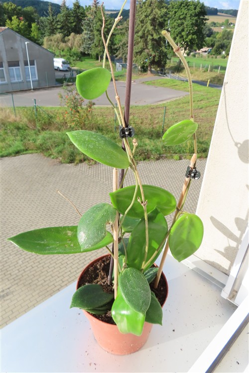 Hoya vangviengiensis – Bild 2