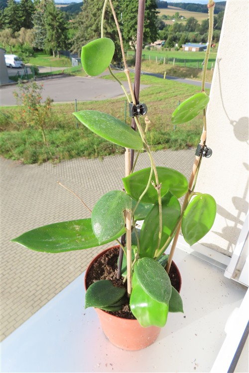 Hoya vangviengiensis – Bild 3