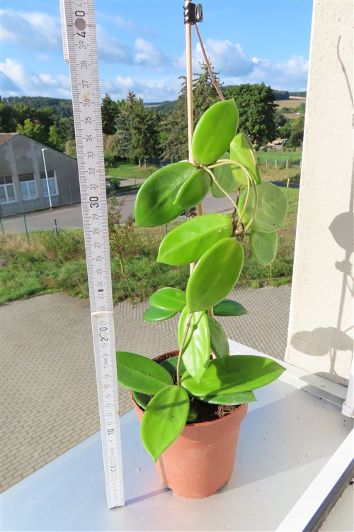 Hoya vangviengiensis – Bild 2
