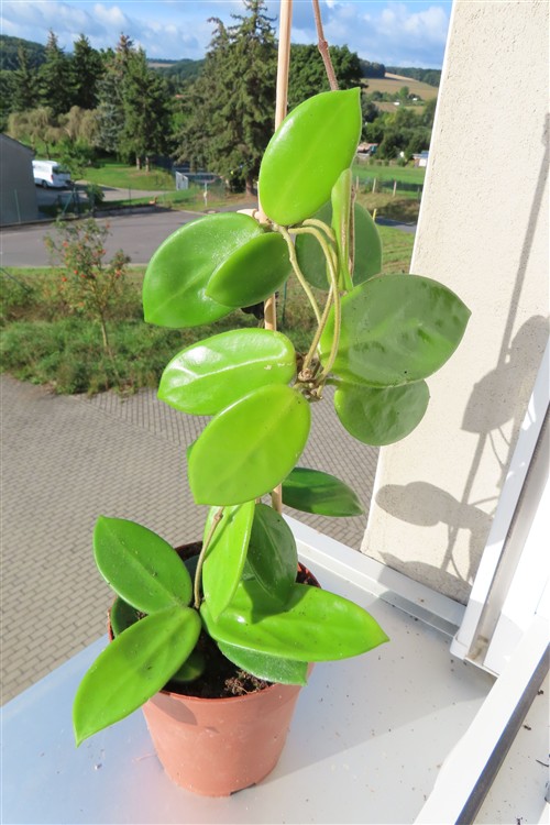 Hoya vangviengiensis – Bild 3