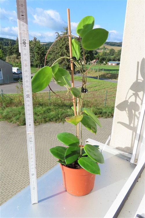 Hoya vangviengiensis – Bild 2
