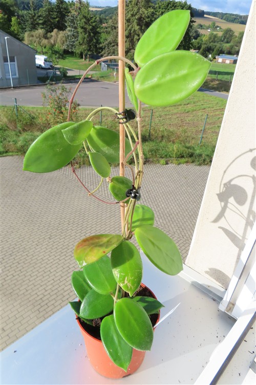 Hoya vangviengiensis – Bild 3