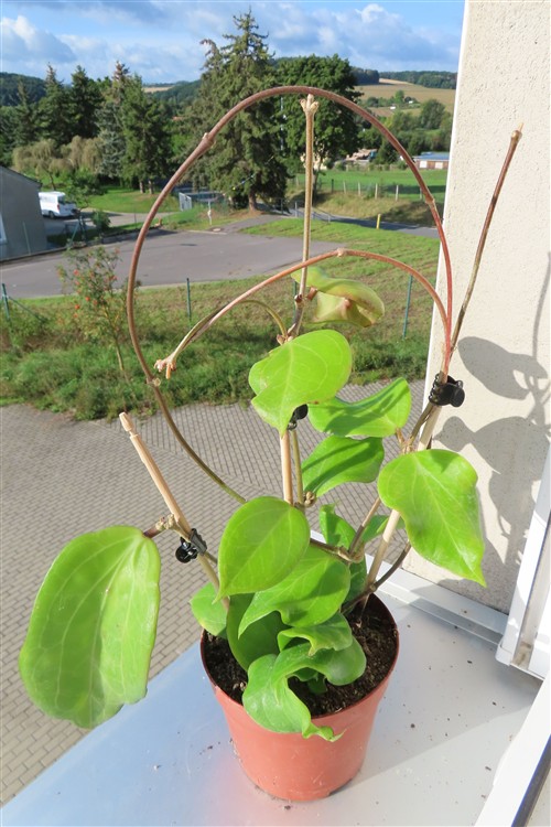 Hoya chuniana – Bild 2