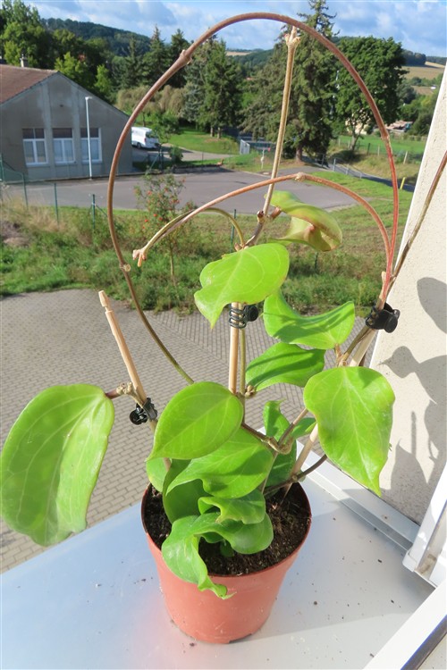 Hoya chuniana – Bild 3