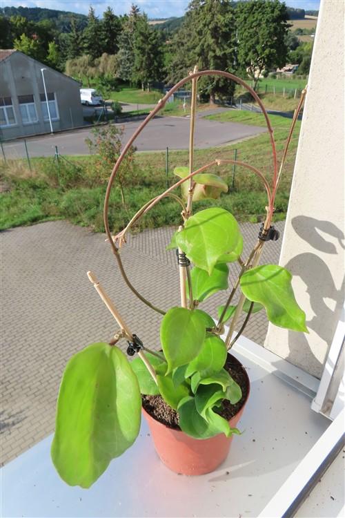 Hoya chuniana – Bild 4