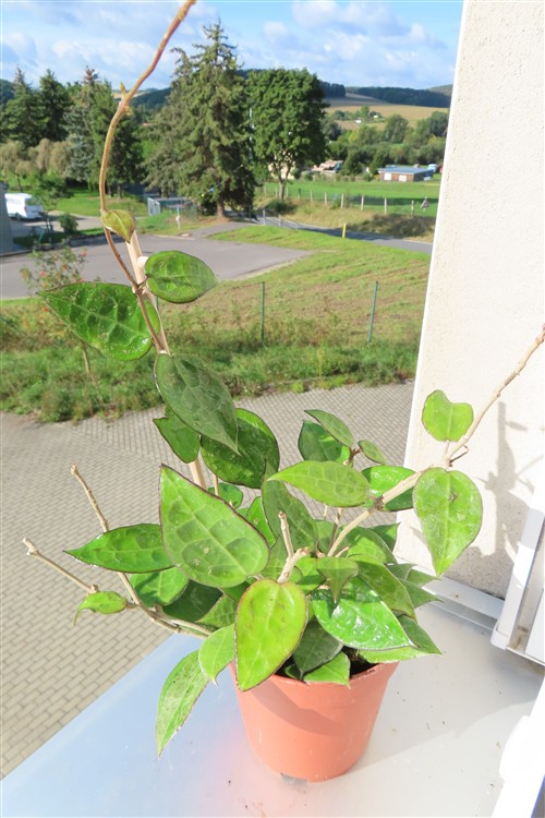 Hoya parasitica black edge – Bild 2