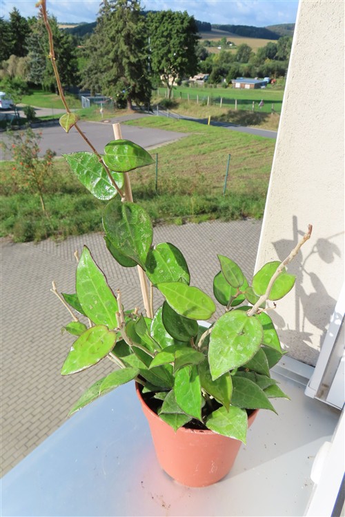 Hoya parasitica black edge – Bild 3