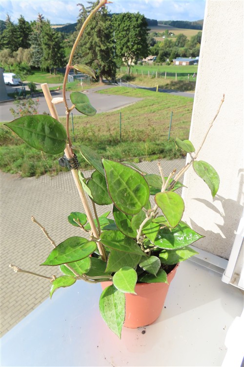 Hoya parasitica black edge – Bild 4
