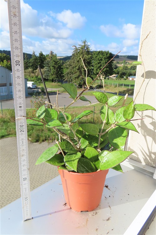 Hoya parasitica black edge – Bild 2
