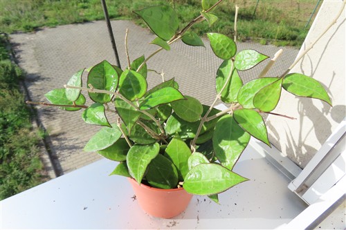 Hoya parasitica black edge – Bild 3