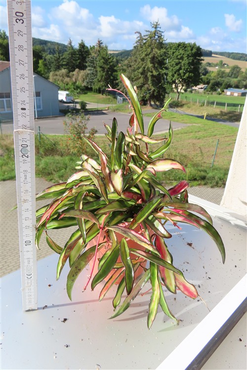 Hoya wayetii tricolour – Bild 2