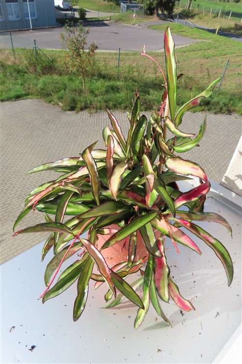 Hoya wayetii tricolour – Bild 3