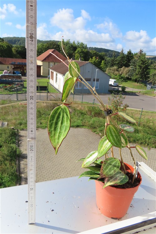 Hoya macrophylla pot of gold – Bild 2
