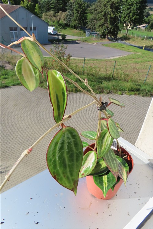 Hoya macrophylla pot of gold – Bild 4