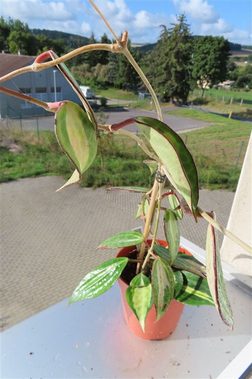 Hoya macrophylla pot of gold – Bild 5