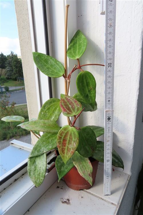 Hoya macrophylla Silver – Bild 2