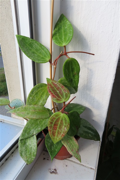 Hoya macrophylla Silver – Bild 3