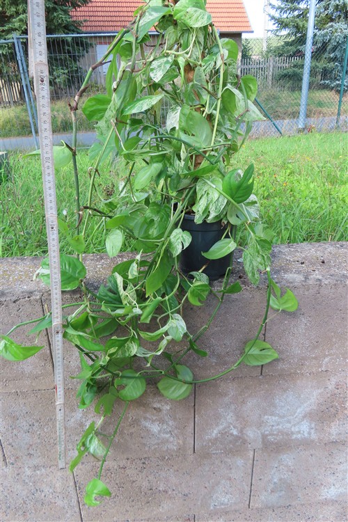 Epipremnum pinnatum marble variegata – Bild 2