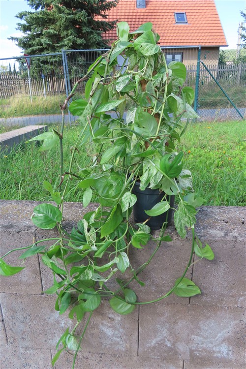 Epipremnum pinnatum marble variegata – Bild 3