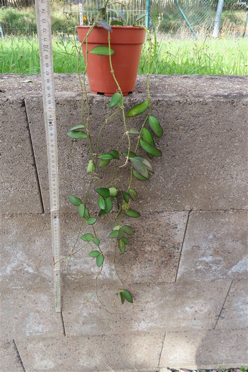 Hoya Rosita – Bild 2