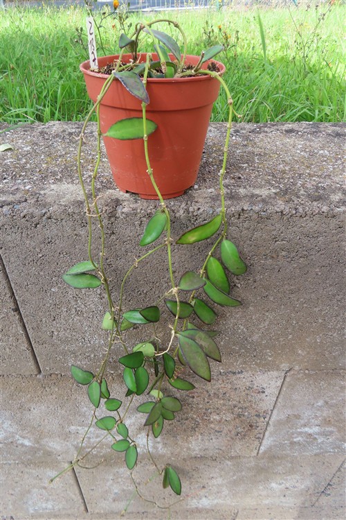 Hoya Rosita – Bild 3
