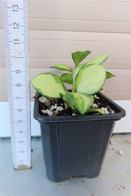 Hoya heuschkeliana – Bild 3