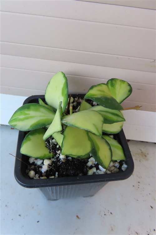 Hoya heuschkeliana – Bild 2