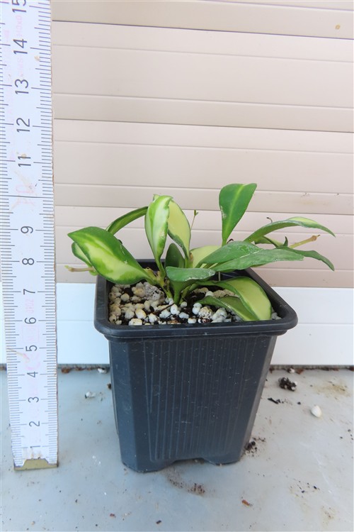 Hoya heuschkeliana – Bild 3