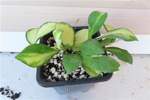 Hoya heuschkeliana – Bild 2